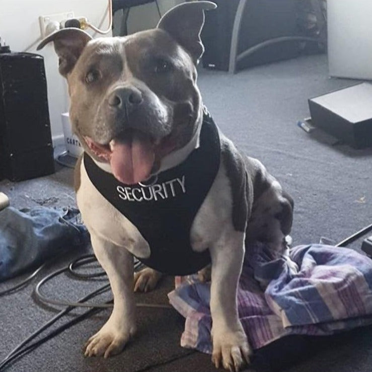 Dexil Friendly Dog Collars SECURITY Large adjustable Vest Harness