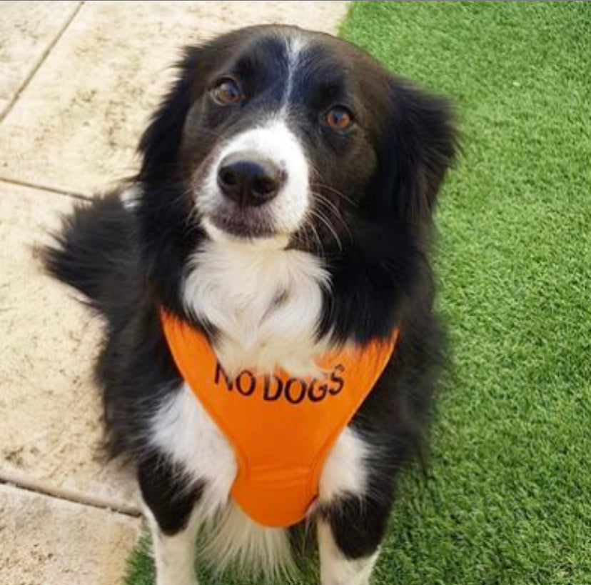 Dexil Friendly Dog Collars Orange NO DOGS Large Adjustable Vest Harness