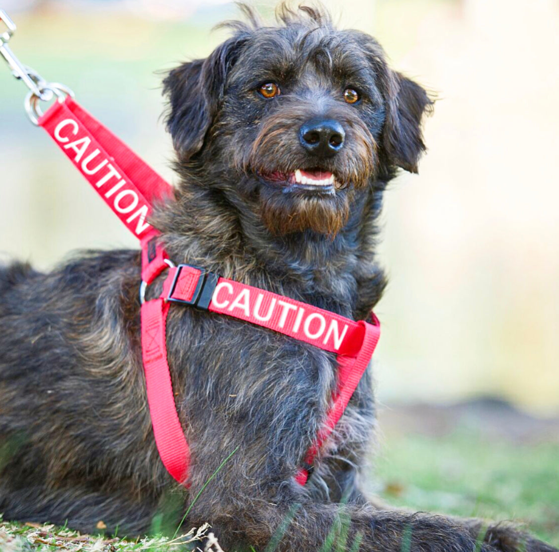 Dexil Friendly Dog Collars Red CAUTION L/XL adjustable Strap Harness