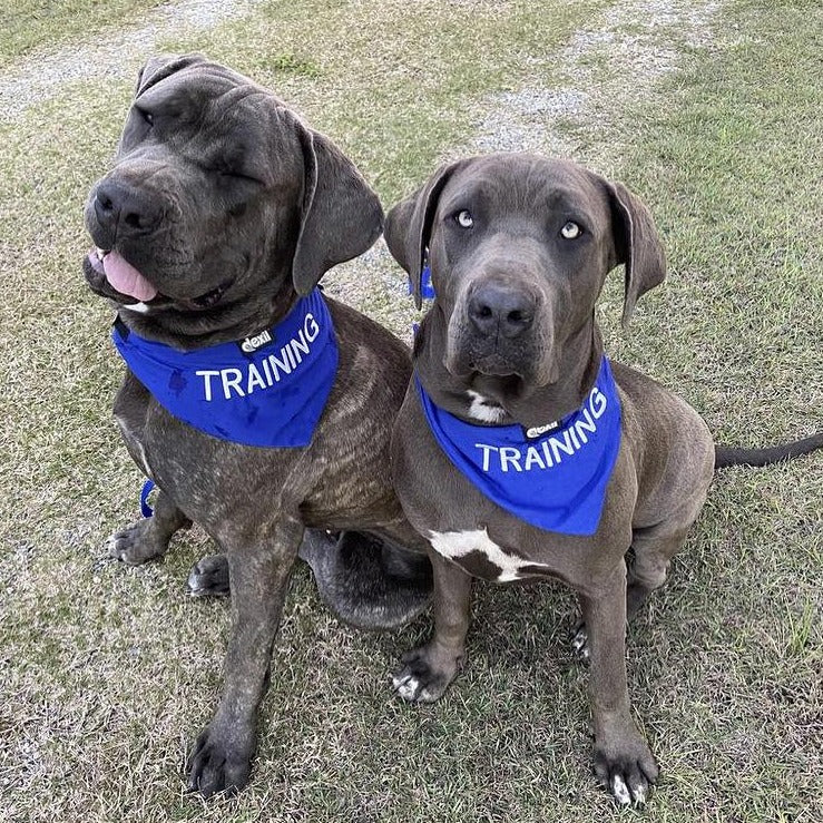 Dexil Friendly Dog Collars Blue TRAINING Dog Bandana