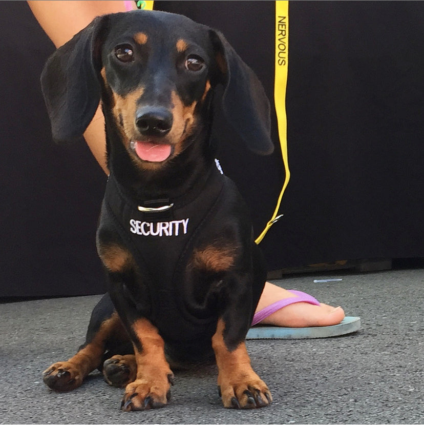 Dexil Friendly Dog Collars SECURITY XS adjustable Vest Harness