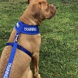 Dexil Friendly Dog Collars Blue TRAINING Large adjustable Vest Harness