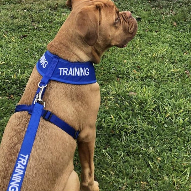 Dexil Friendly Dog Collars Blue TRAINING Large adjustable Vest Harness