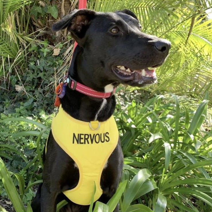Dexil Friendly Dog Collars Yellow NERVOUS Large adjustable Vest Harness