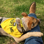Dexil Friendly Dog Collars Yellow ADOPT ME Bandana