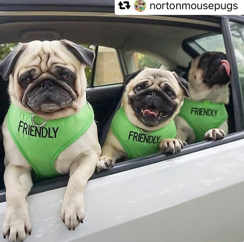 Dexil Friendly Dog Collars Green FRIENDLY Small Vest Harness