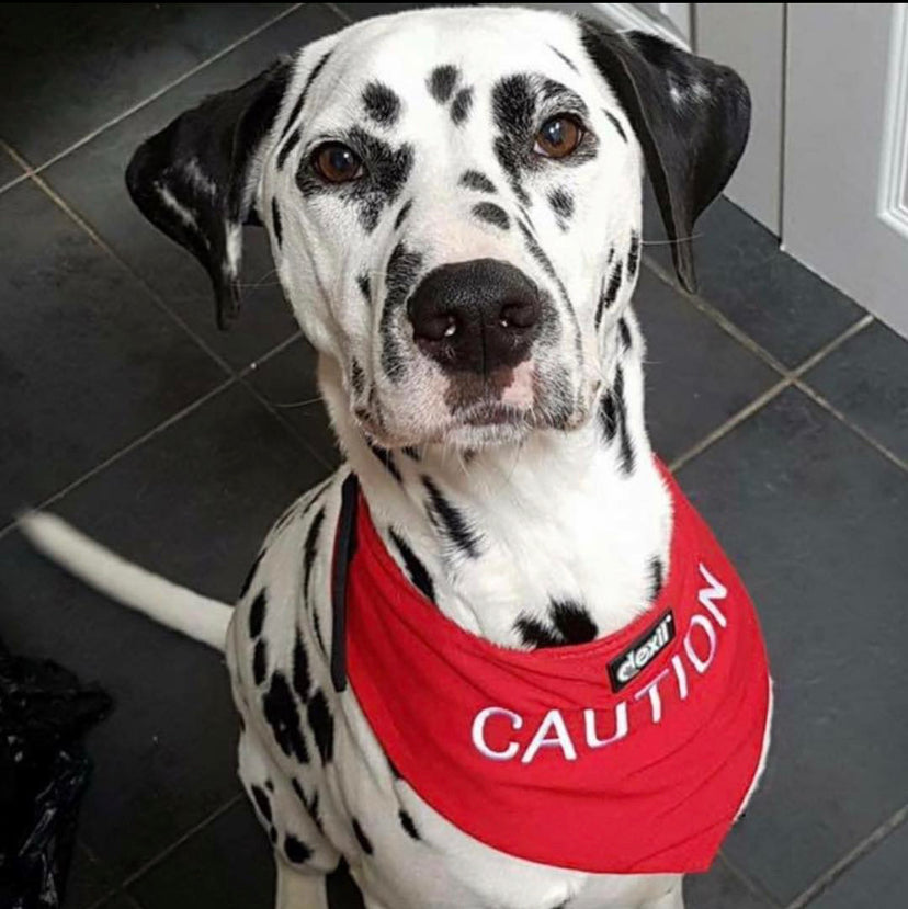 Dexil Friendly Dog Collars Red CAUTION Bandana