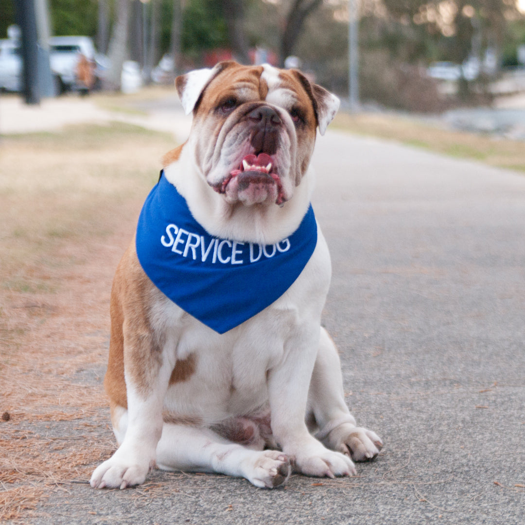 Friendly Dog Collars blue SERVICE DOG Dog Bandana