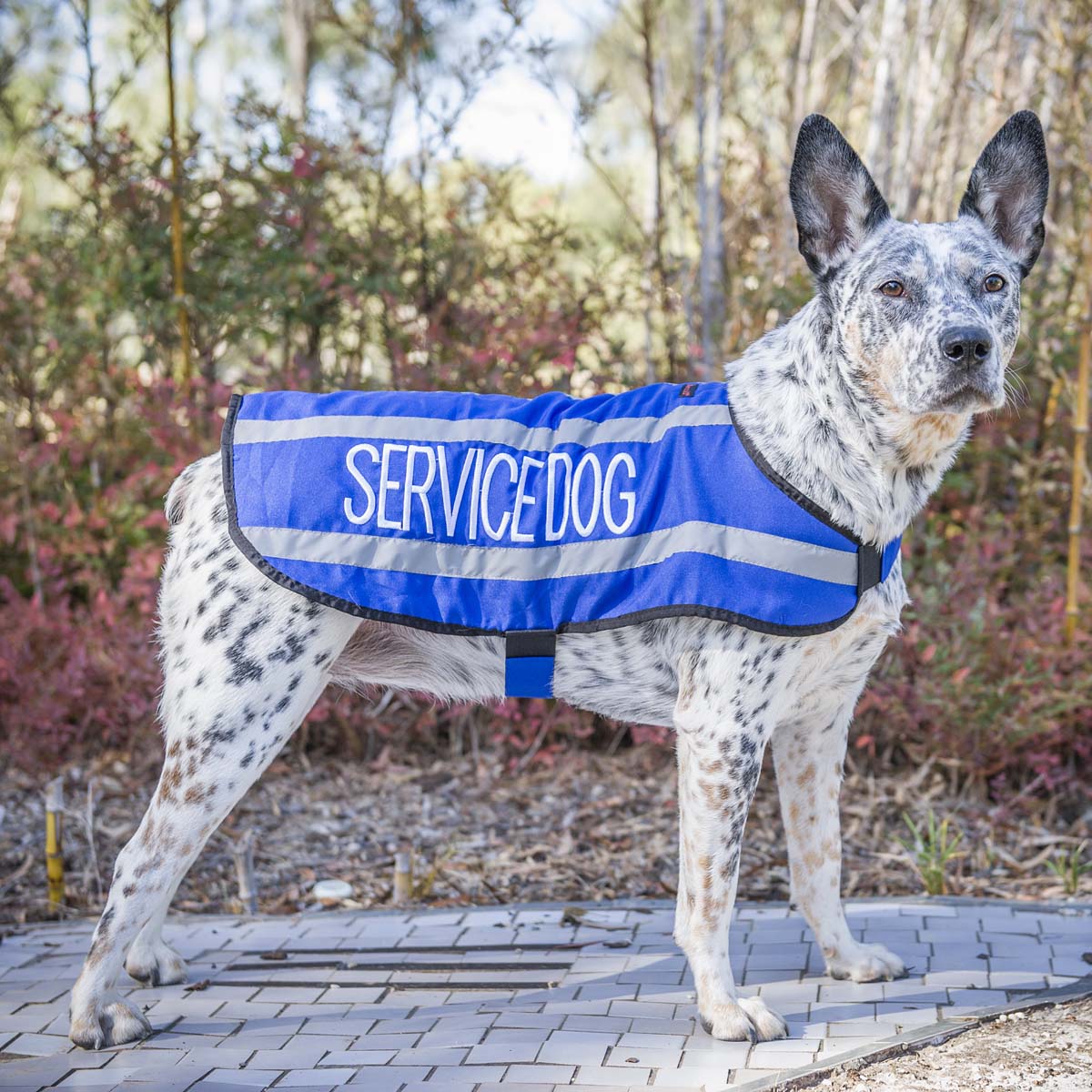 Dexil Friendly Dog Collars SERVICE DOG Medium Reflective Coat