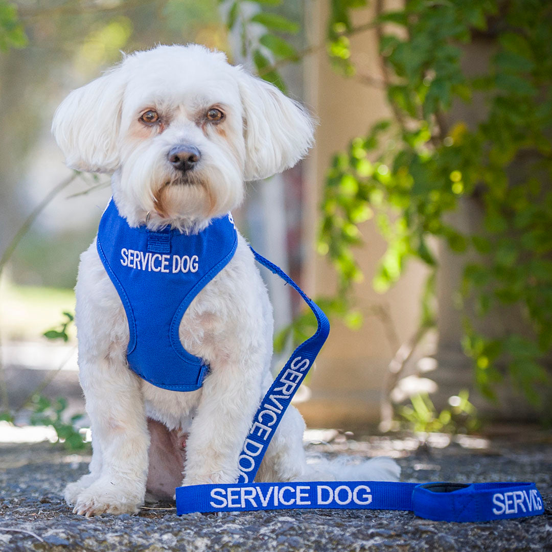 Dexil Friendly Dog Collars SERVICE DOG Medium Vest Harness
