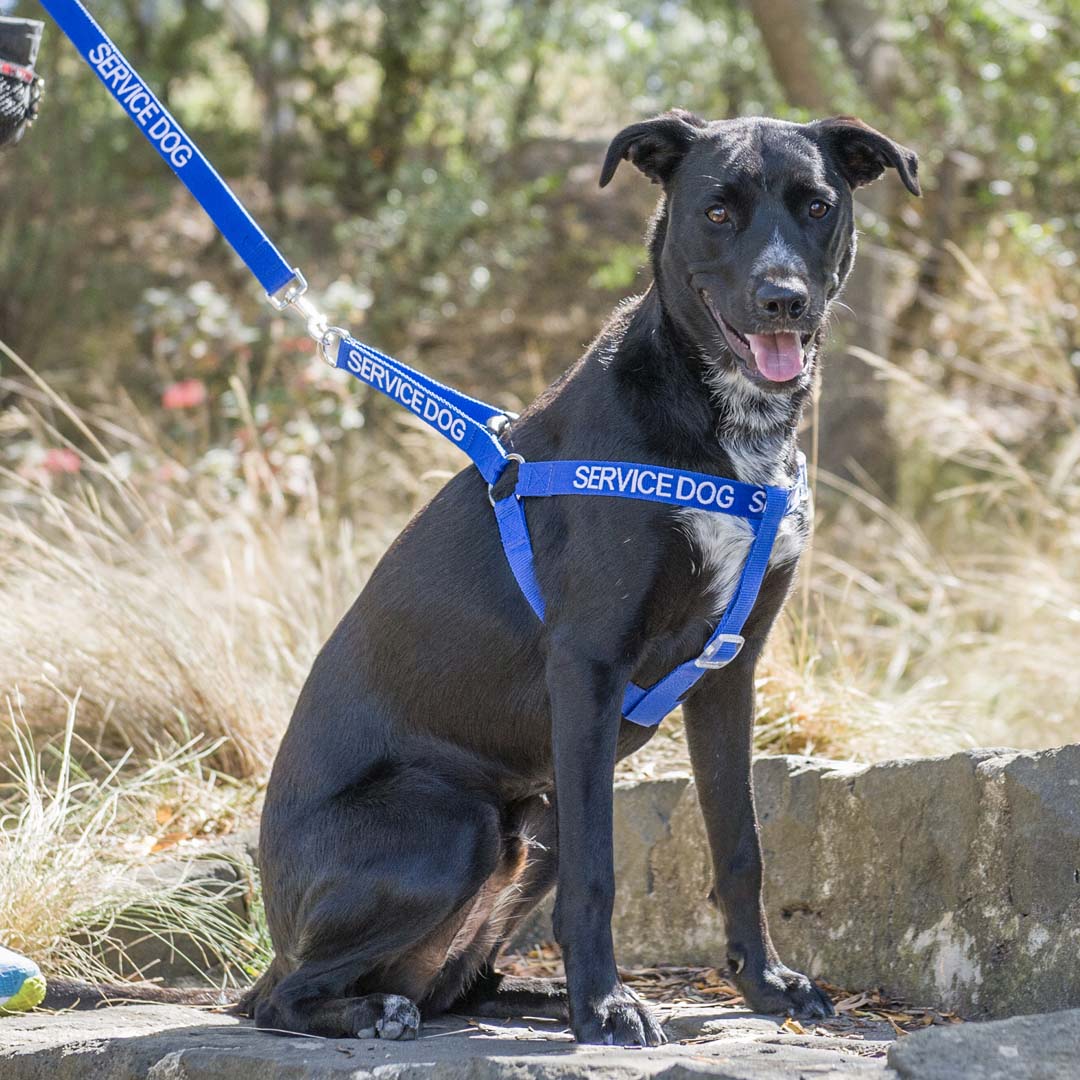 Dexil Friendly Dog Collars SERVICE DOG adjustable Strap Harness