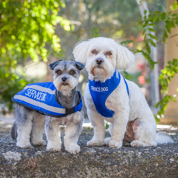 Therapy Dog Guide Dogs Nsw Shop SERVICE DOG Small Coat – Friendly