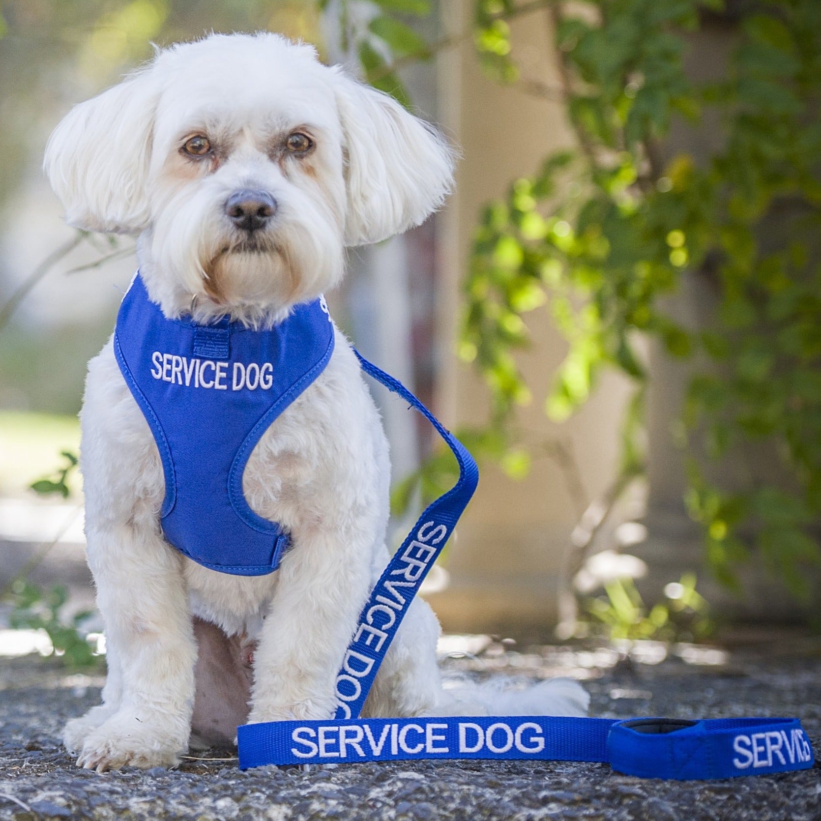Dexil Friendly Dog Collars SERVICE DOG Standard 120cm (4ft) Lead