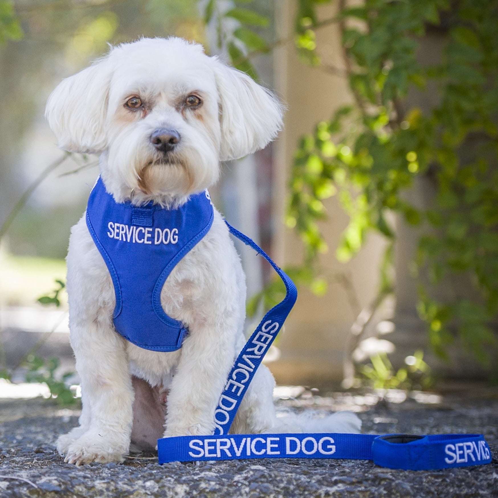 Dexil Friendly Dog Collars SERVICE DOG Small Vest Harness