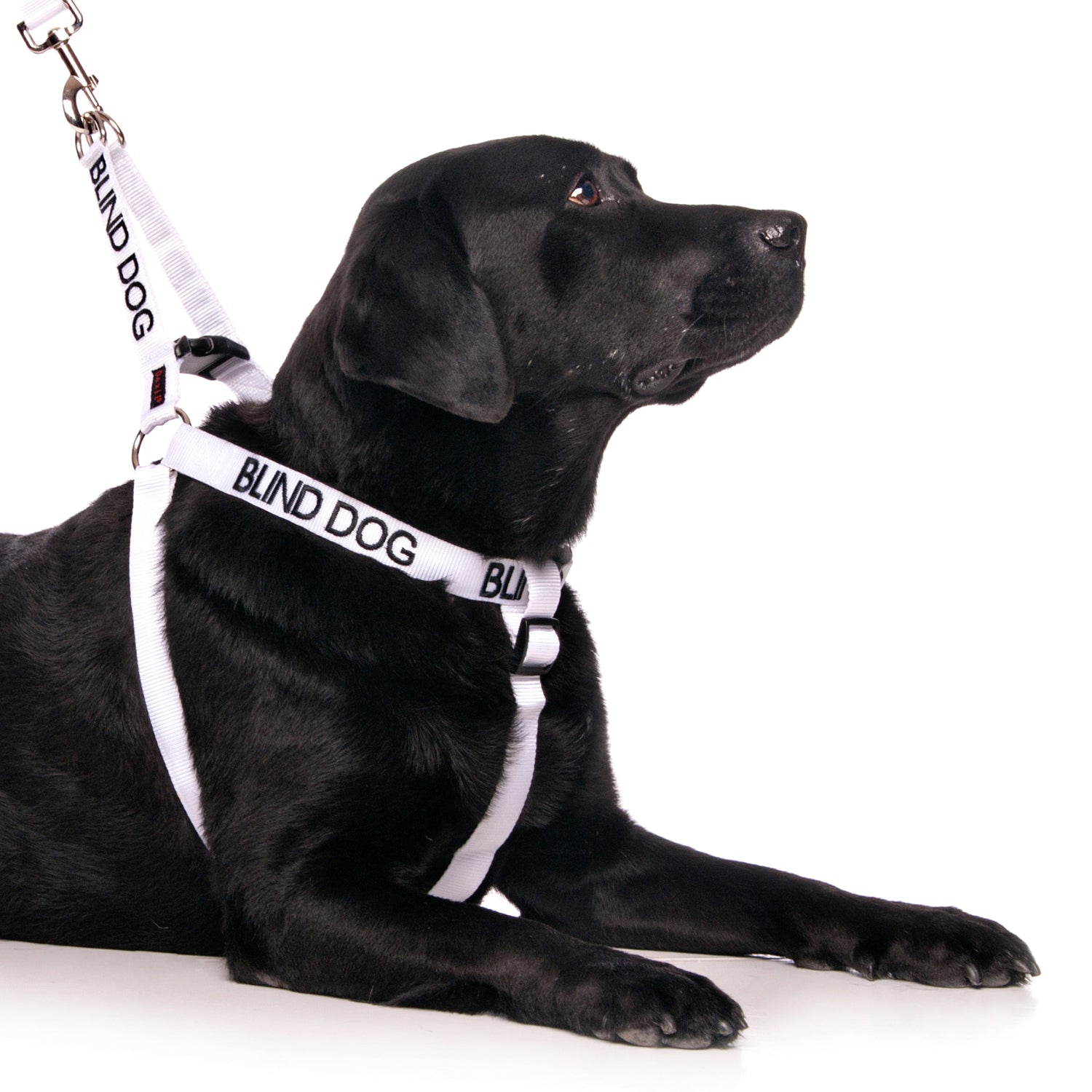 Dexil Friendly Dog Collars BLIND DOG L/XL adjustable Strap Harness