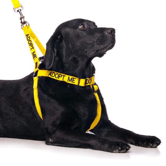 Dexil Friendly Dog Collars ADOPT ME L/XL adjustable Strap Harness