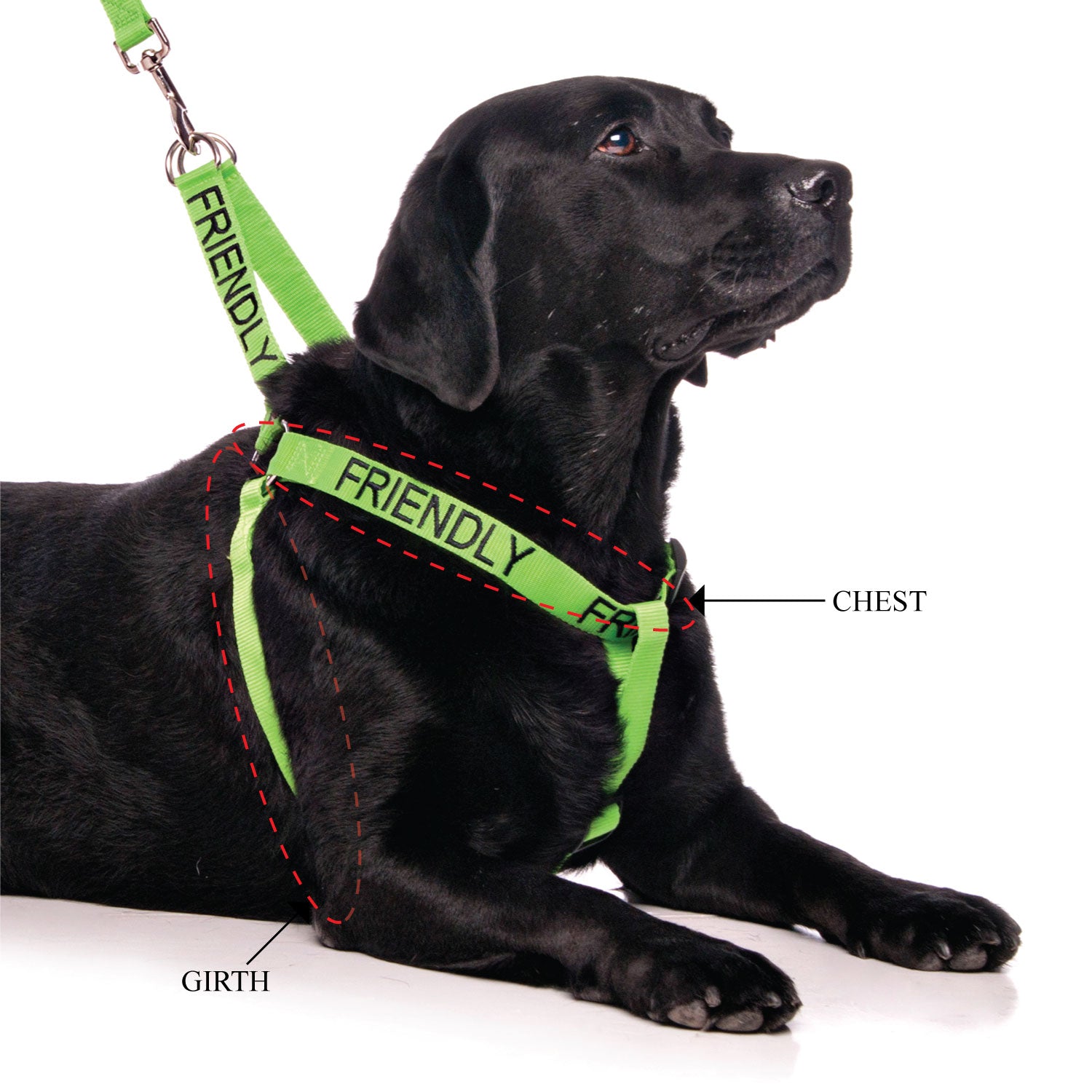 FRIENDLY - adjustable L/XL Strap Harness