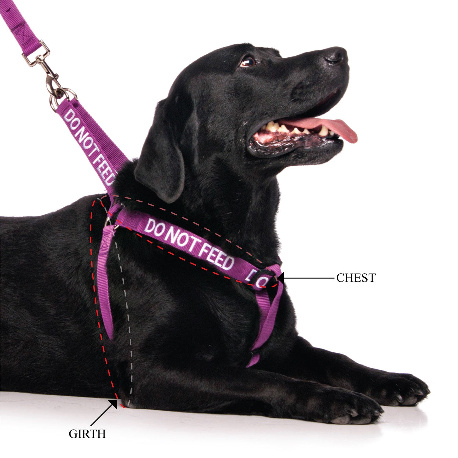 DO NOT FEED - L/XL adjustable Strap Harness
