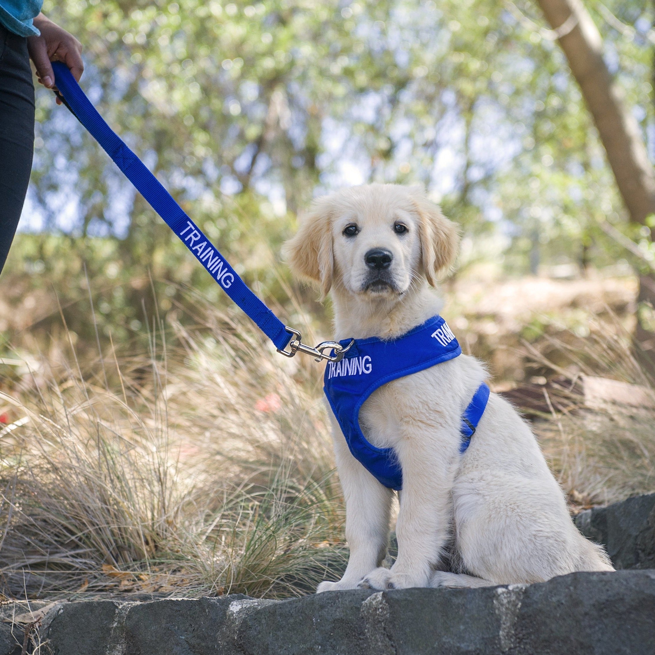 Dexil Friendly Dog Collars Blue TRAINING Short 60cm (2ft) Lead