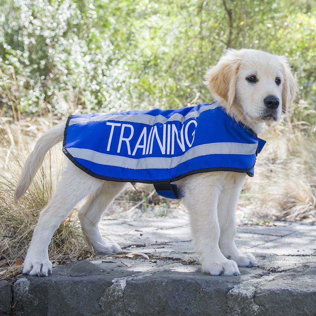 Dexil Friendly Dog Collars Blue TRAINING M/L Reflective Dog Coat