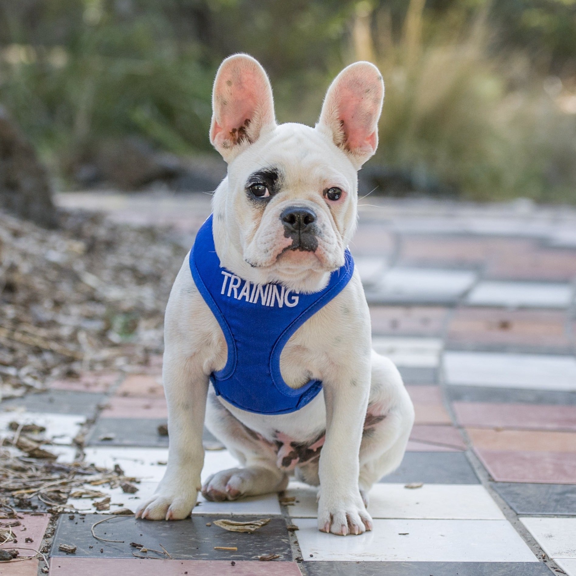 Dexil Friendly Dog Collars Blue TRAINING Small adjustable Vest Harness
