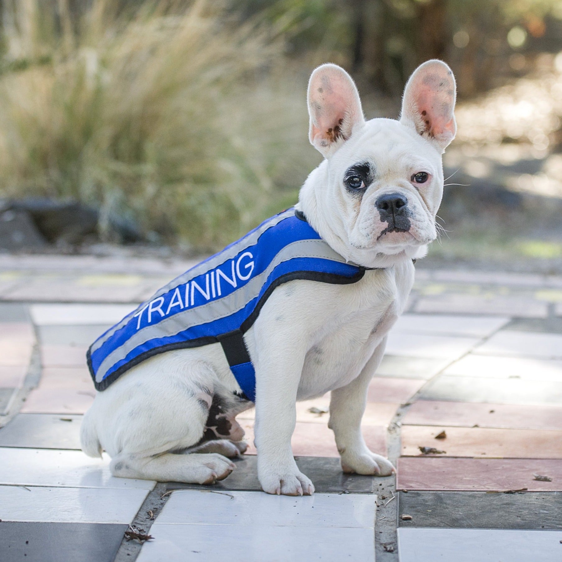 Dexil Friendly Dog Collars Blue TRAINING S/M Reflective Dog Coat