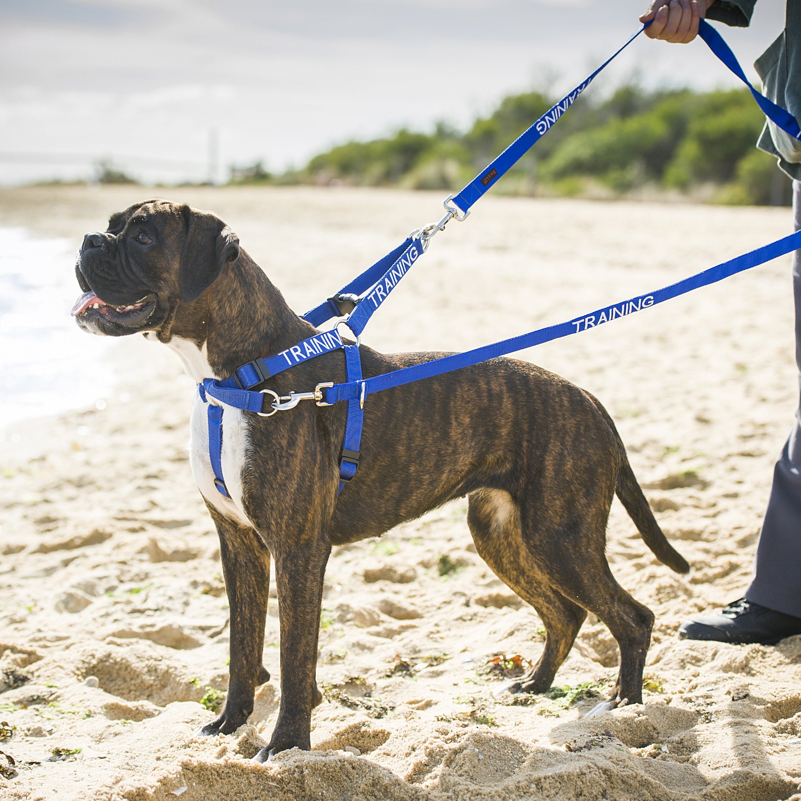 Dexil Friendly Dog Collars Blue TRAINING L/XL adjustable Strap Harness