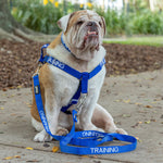 Dexil Friendly Dog Collars Blue TRAINING L/XL adjustable Strap Harness