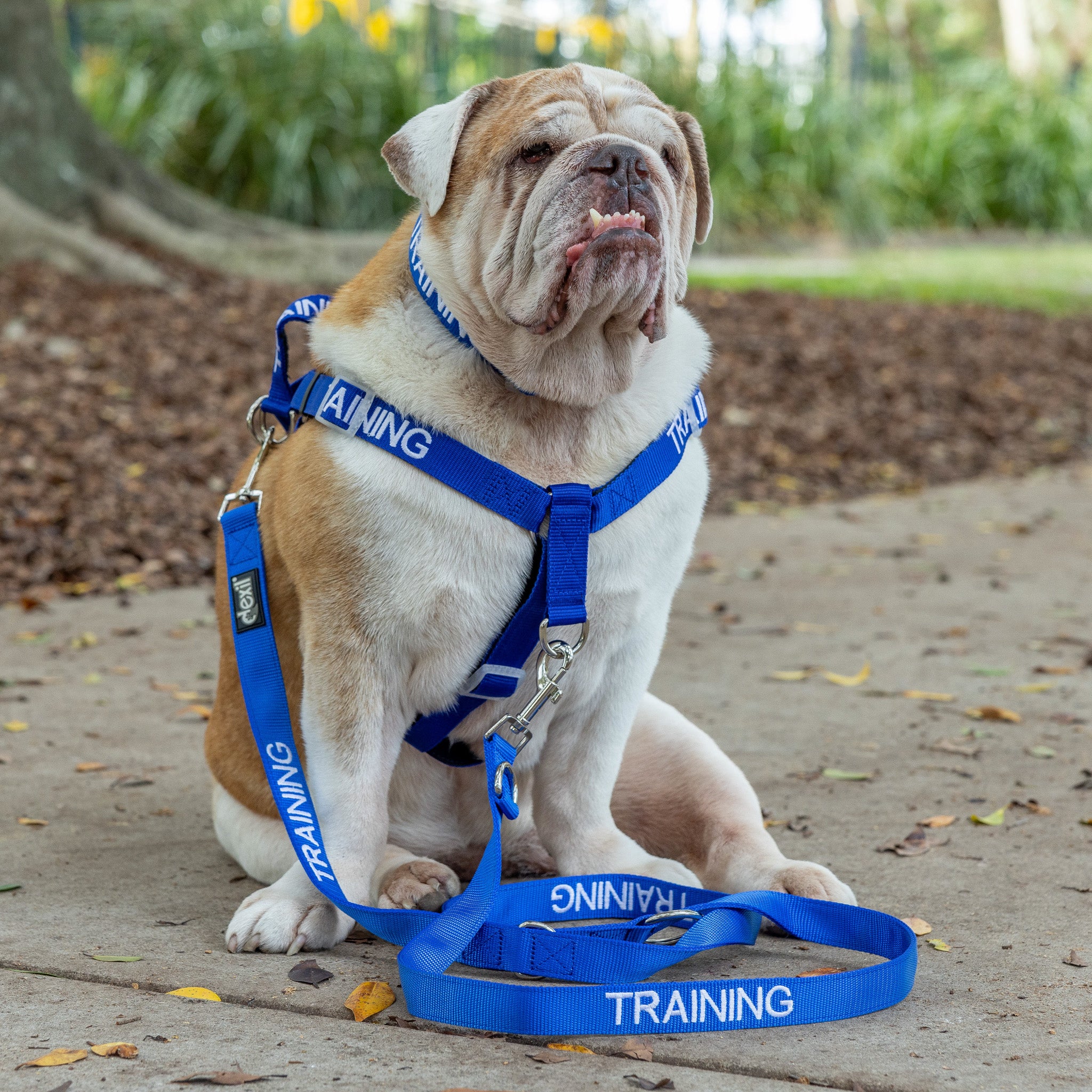 Dexil Friendly Dog Collars Blue TRAINING L/XL adjustable Strap Harness