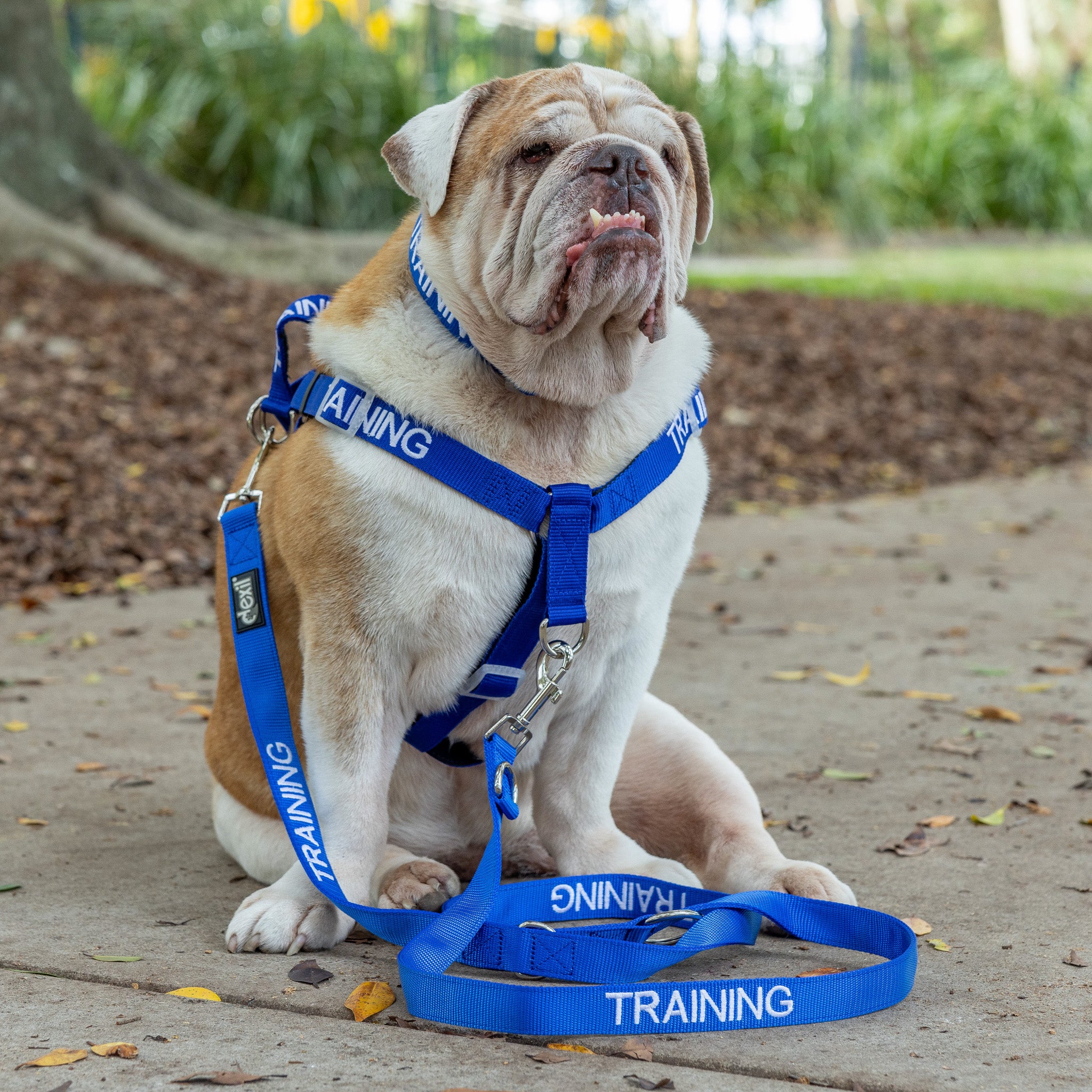 Collars Best Training Lead Dog Training Best Puppy Harness And