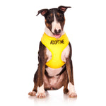 Dexil Friendly Dog Collars ADOPT ME Large Vest Harness