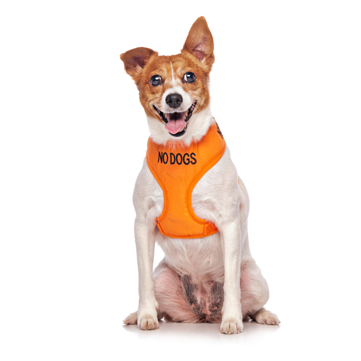 Dexil Friendly Dog Collars NO DOGS Small Orange Vest Harness