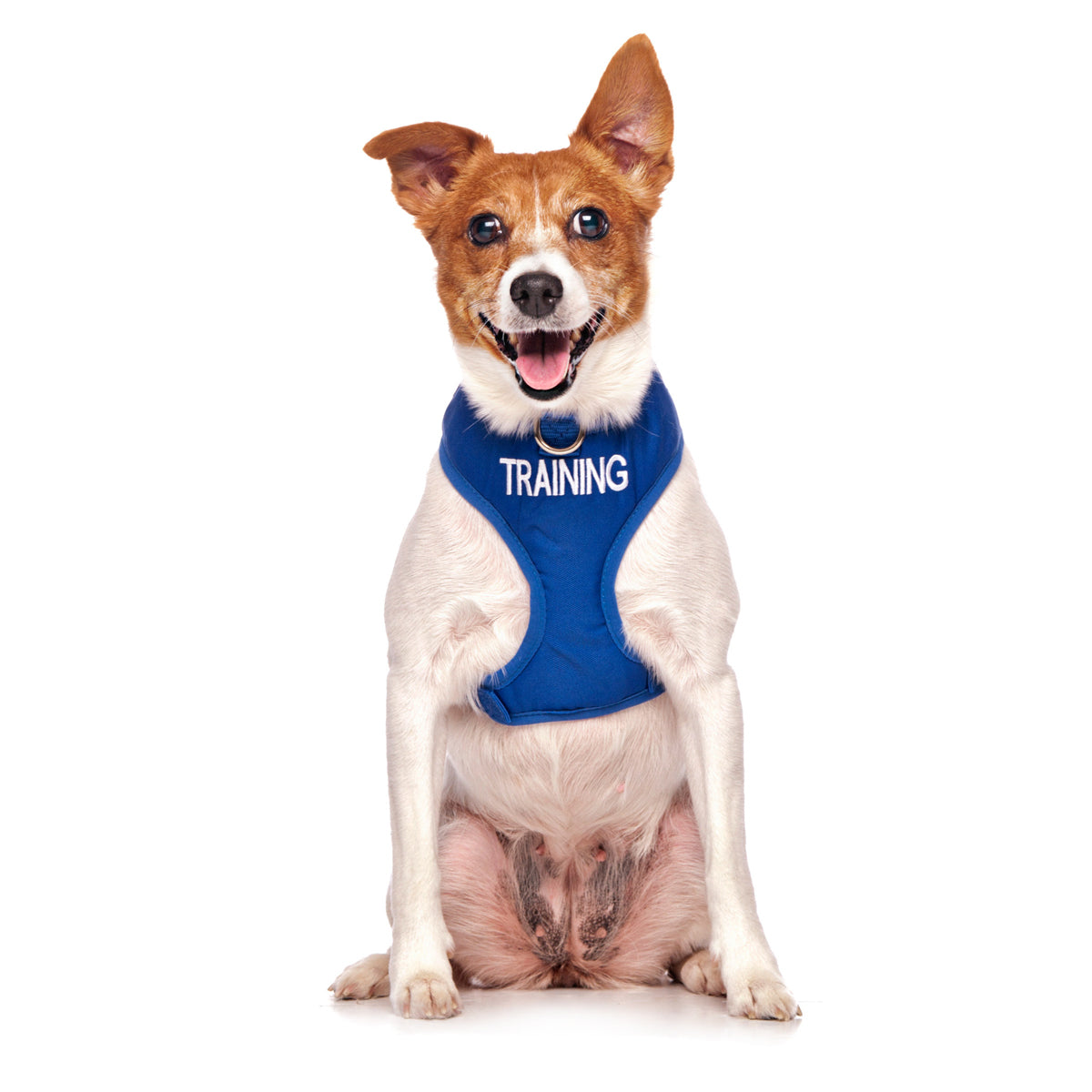 Dexil Friendly Dog Collars Blue TRAINING Small adjustable Vest Harness