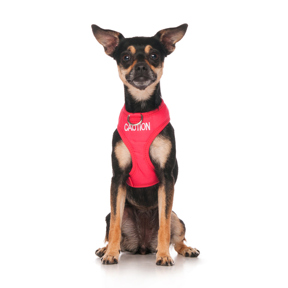 Dexil Friendly Dog Collars Red CAUTION XS adjustable Vest Harness