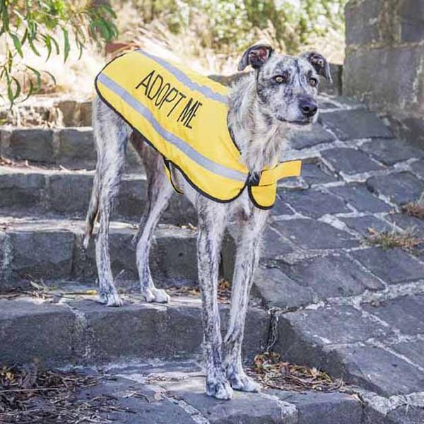 Dexil Friendly Dog Collars ADOPT ME Large Reflective Coat
