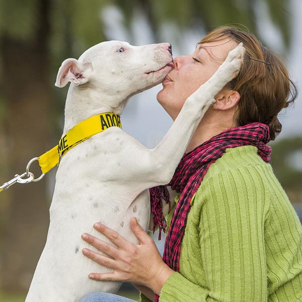 Dexil Friendly Dog Collars ADOPT ME Semi Slip Collar