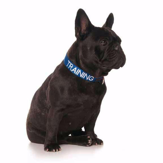 Dexil Friendly Dog Collars TRAINING S/M Clip Collar