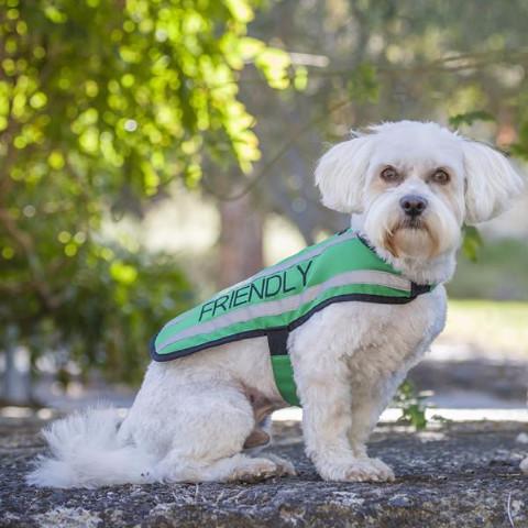 Friendly Dog Collars Green FRIENDLY Small Reflective Coat